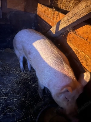 vând vier si purcei  - imagine 2