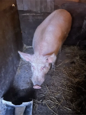 vând vier si purcei  - imagine 4