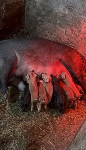 Duroc reproducție   Scroafă cu 10 purcei, linie bună, 6.500 lei   Sadu Sibiu - imagine 2
