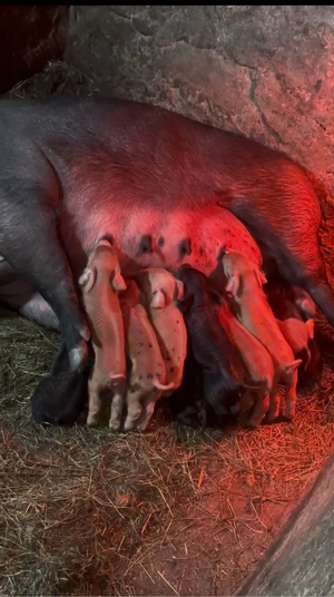 Duroc reproducție   Scroafă cu 10 purcei, linie bună, 6.500 lei   Sadu Sibiu