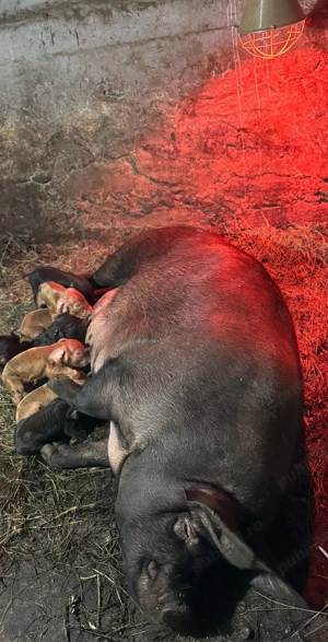 Duroc reproducție   Scroafă cu 10 purcei, linie bună, 6.500 lei   Sadu Sibiu - imagine 3