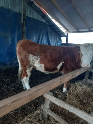 vand juninca baltata - imagine 2