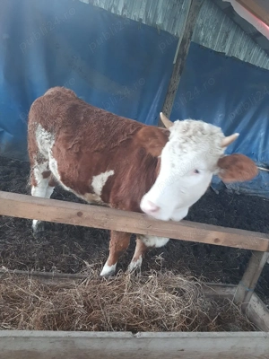 vand juninca baltata - imagine 3