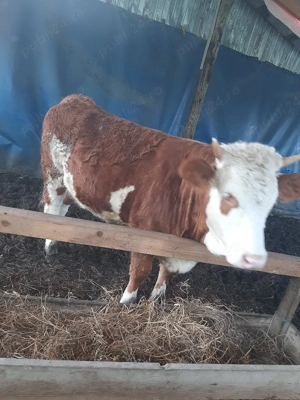 vand juninca baltata - imagine 4