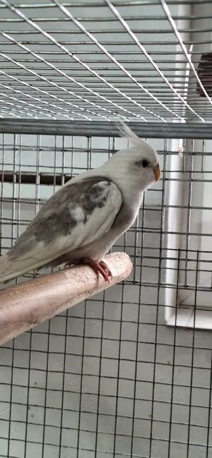 PAPAGAL mascul ninfa.. - imagine 3