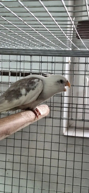 Papagal mascul nimfa... - imagine 2