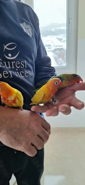 Papagali agapornis fischer  - imagine 2