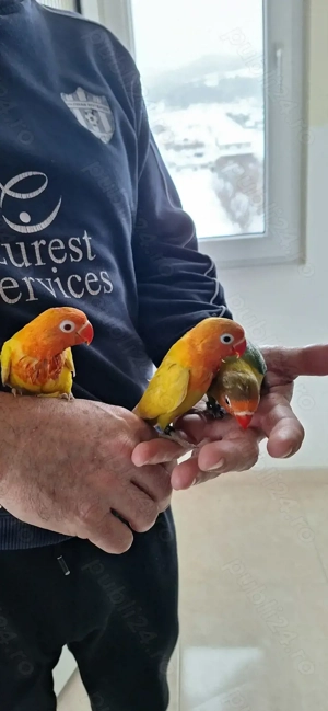 Papagali agapornis fischer  - imagine 3