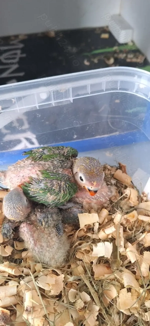 Papagali agapornis fischer 