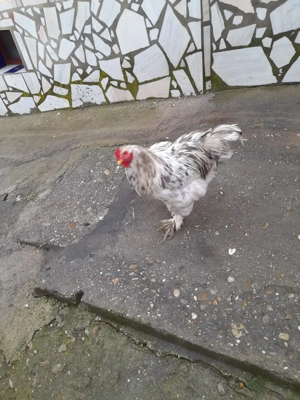 Cocosi de vanzare  - imagine 4