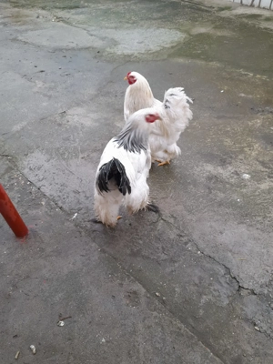 Cocosi de vanzare  - imagine 3