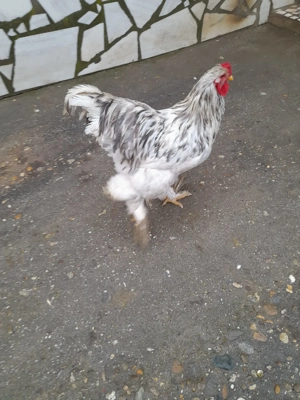 Cocosi de vanzare  - imagine 2