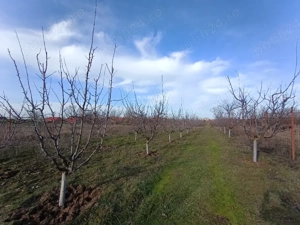 Taieri la pomi fructiferi 