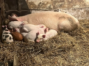 vand porci  - imagine 4