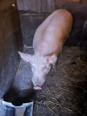 vand porci  - imagine 3