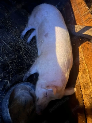 vand porci  - imagine 2