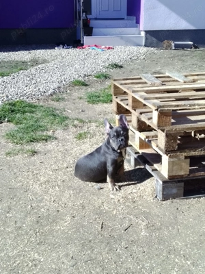 Vând pui buldog francez 4 luni