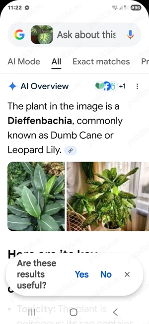 vind pui de flori la giveci 