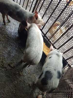 3 purcele rasa pietran  - imagine 3