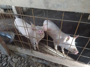 Vand soldani - imagine 4