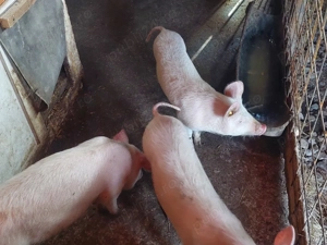 Vand soldani - imagine 2