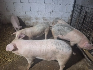 vand porcei de calitate manca uscat si laturi