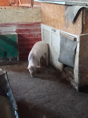 Vand soldani - imagine 5