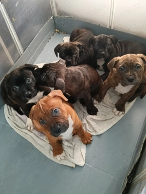 Pui American Bully  - imagine 3