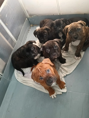 Pui American Bully  - imagine 4