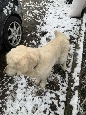 Golden Retriever cu pedigree tip A - imagine 2