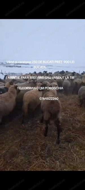 Oi carabase 250 de bucăți 