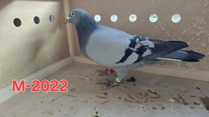 Porumbei voiajori cu pedegree 