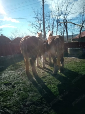 De vânzare !  - imagine 2