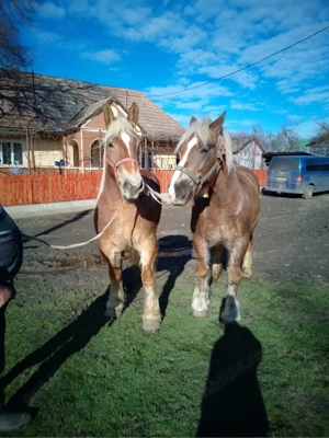 De vânzare !  - imagine 3