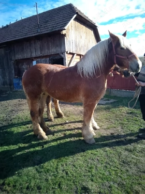 De vânzare !  - imagine 4