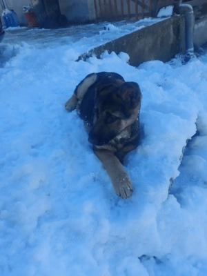 Fetita ciobănesc german, linie de politie,vaccinata si cipata. - imagine 3