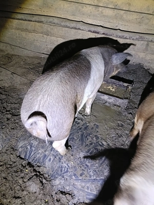 Vând două grăsune în jur de 70 de kg - imagine 2