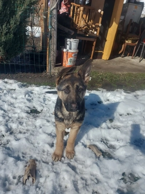 Fetita ciobănesc german, linie de politie,vaccinata si cipata. - imagine 4