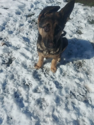 Fetita ciobănesc german, linie de politie,vaccinata si cipata. - imagine 5