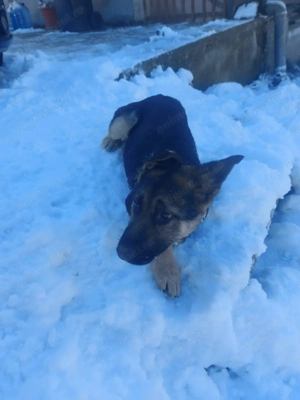 Fetita ciobănesc german, linie de politie,vaccinata si cipata. - imagine 2