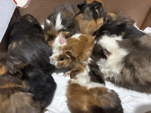 Porcusori de Guineea  - imagine 5