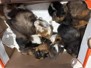 Porcusori de Guineea  - imagine 4