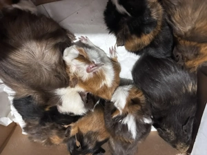 Porcusori de Guineea  - imagine 2