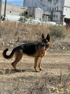 Femela ciobanesc german 