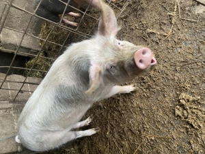 De vanzare vieruș  - imagine 3