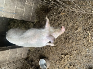 De vanzare vieruș  - imagine 6