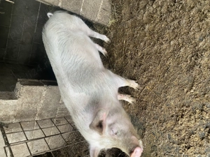 De vanzare vieruș  - imagine 5