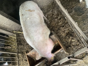 De vanzare scroafa - imagine 2