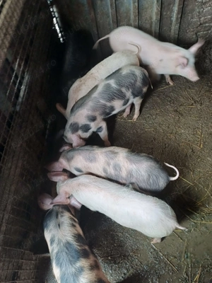 Vand purcei de rasa de carne  - imagine 2