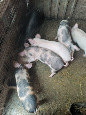 Vand purcei de rasa de carne 